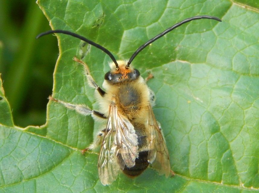 Eucera