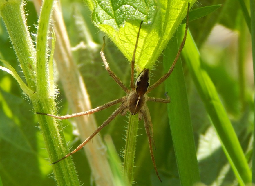 Pisaura mirabilis - csodáspók