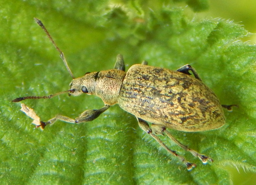 Phyllobius pomaceus - csalán-levélormányos