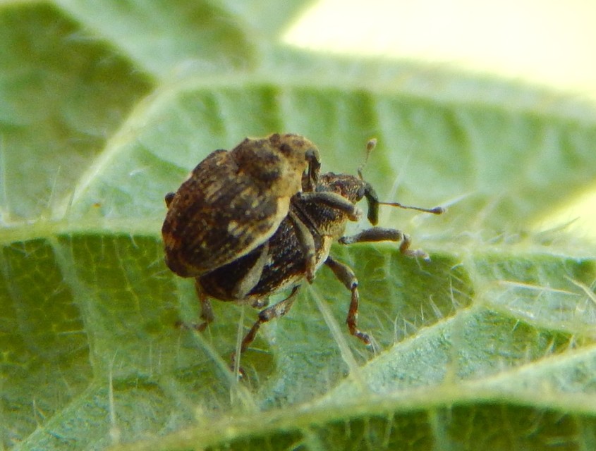 Nedyus quadrimaculatus - közönséges csalánormányos