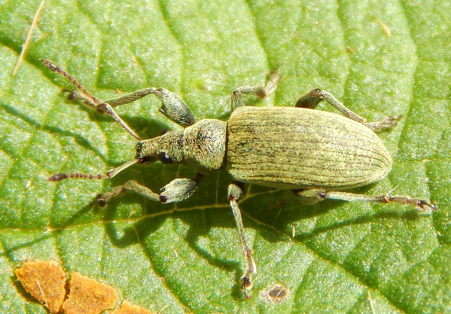 Phyllobius pomaceus - csalán-levélormányos