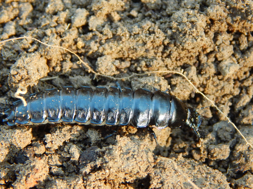 Carabus