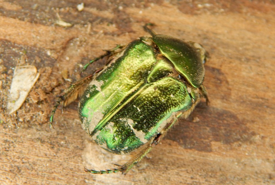 Cetonia aurata - aranyos virágbogár