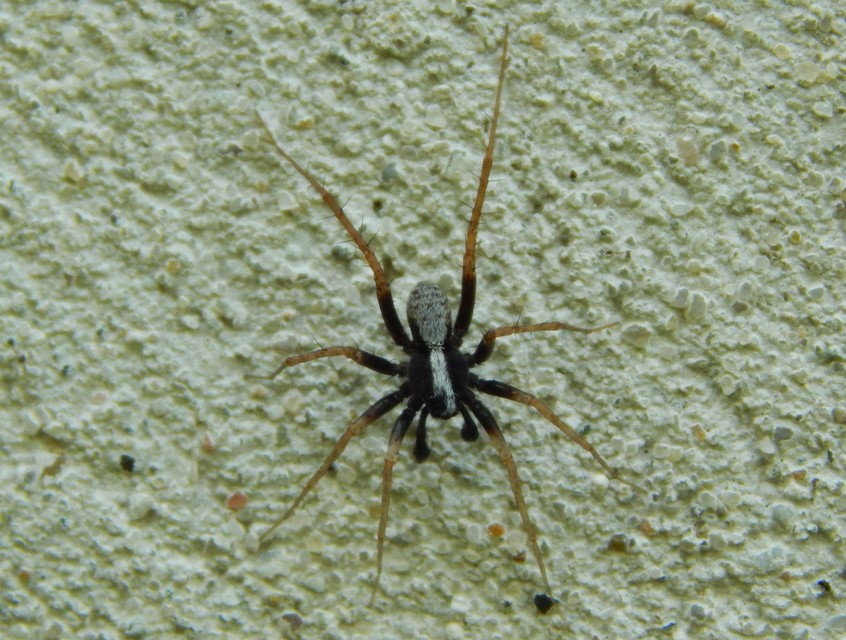 Pardosa alacris/lugubris