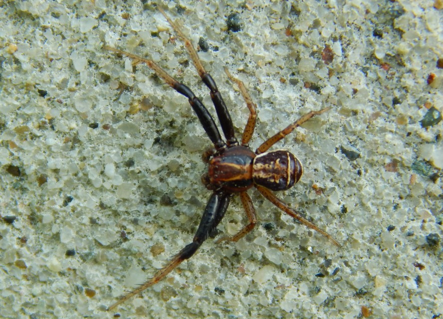 Xysticus