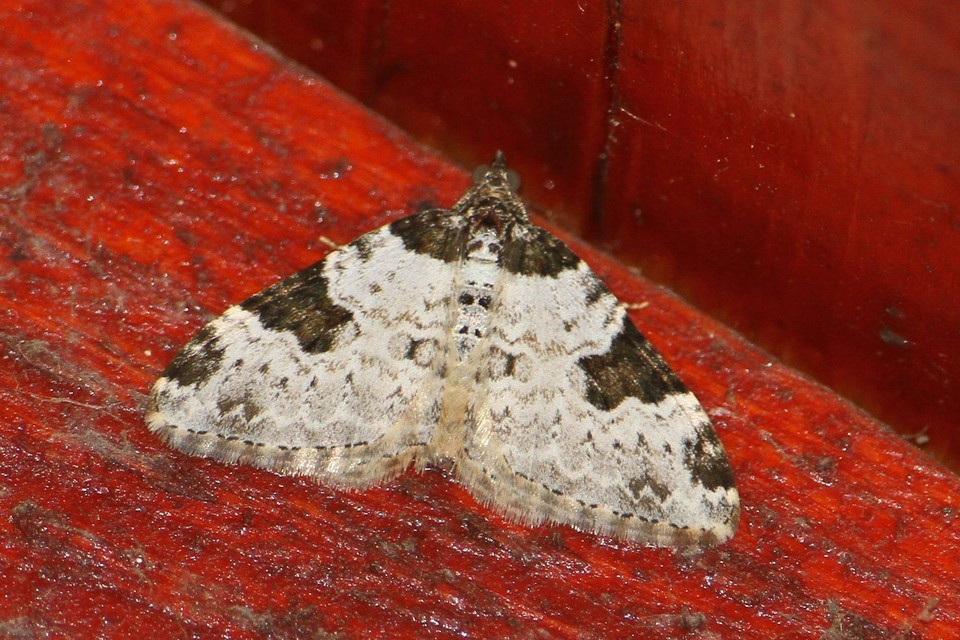 Xanthorhoe fluctuata - közönséges tarkaaraszoló