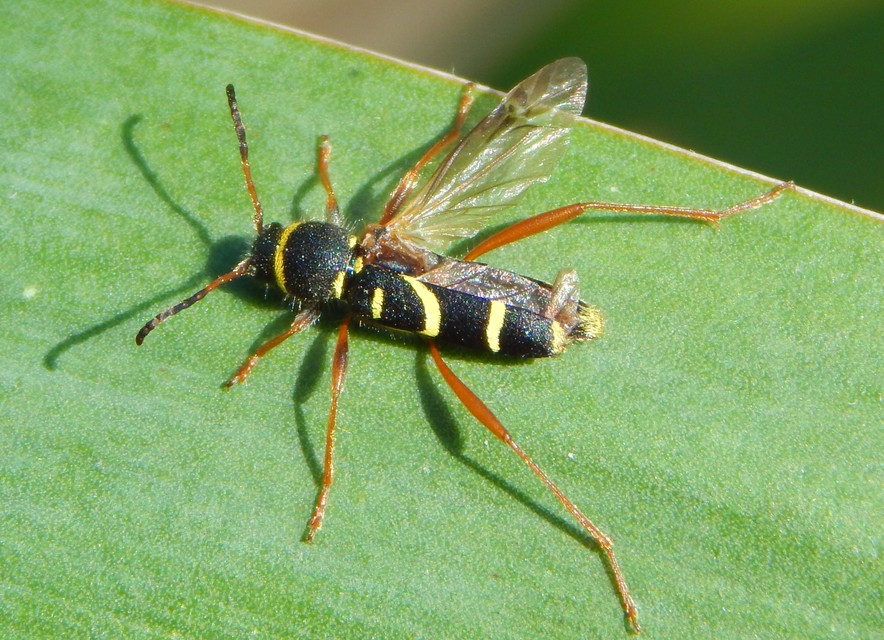 Clytus arietis - közönséges darázscincér