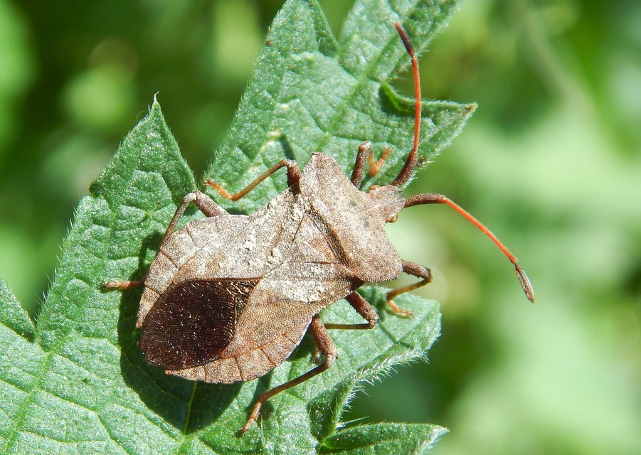 Coreus marginatus - közönséges karimáspoloska