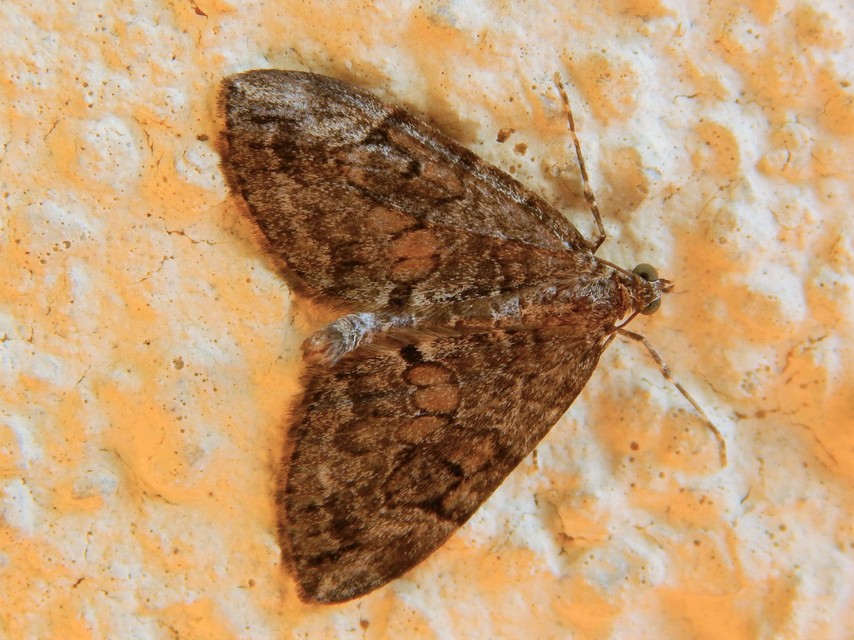 Thera variata - változékony fenyőaraszoló