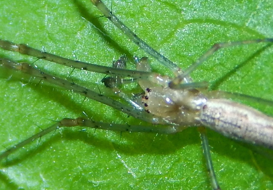 Tetragnatha