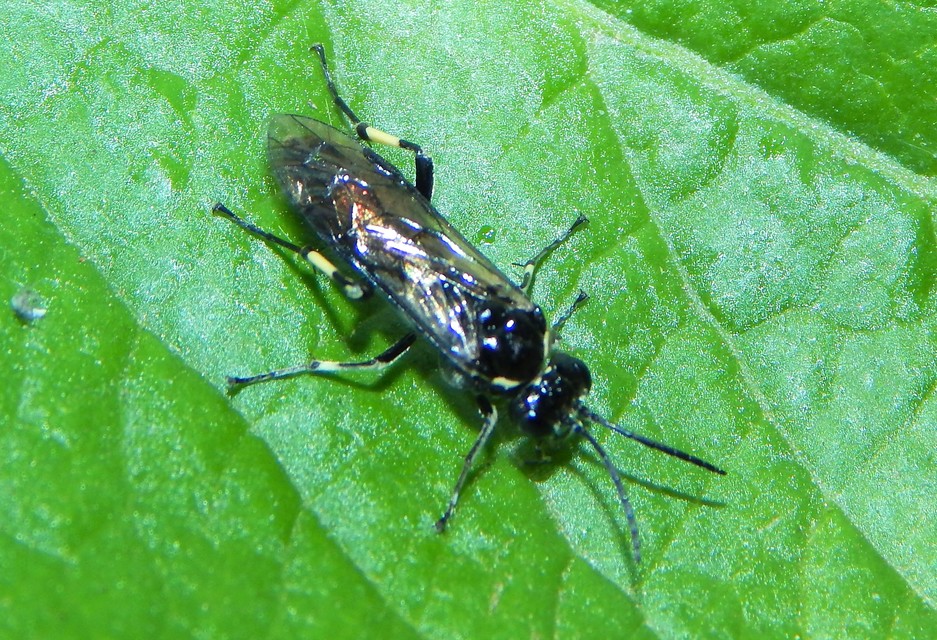 Tenthredinidae - valódi levéldarazsak