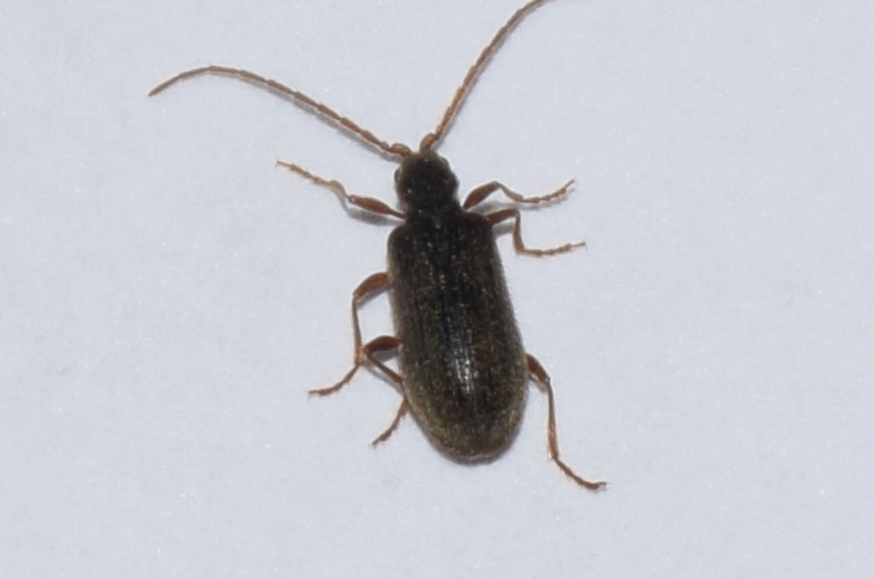Ptinus rufipes - vöröslábú tolvajbogár