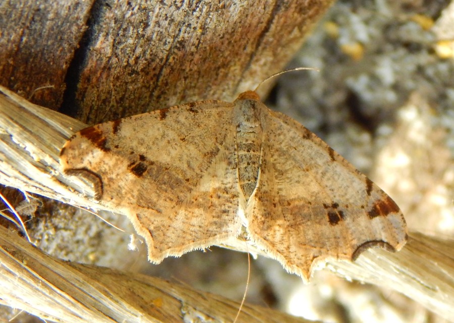 Macaria alternata - közönséges szürkearaszoló
