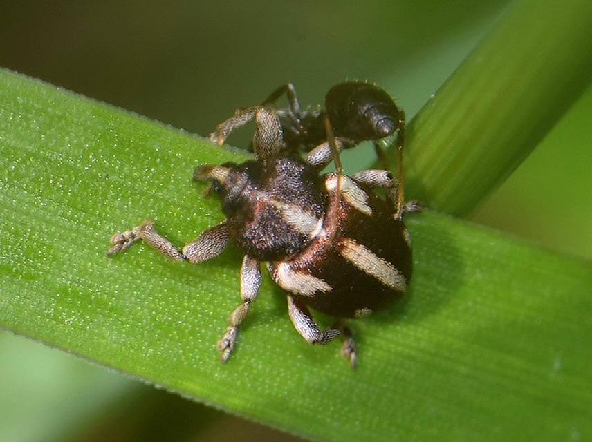 Tychius quinquepunctatus - borsó-tímárormányos