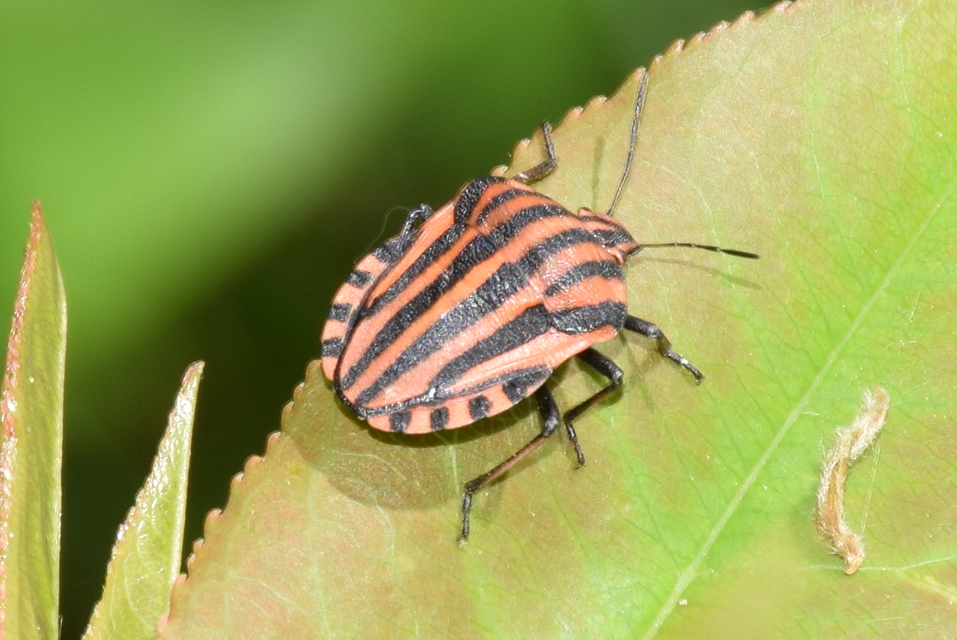 Graphosoma italicum - csíkos pajzsospoloska