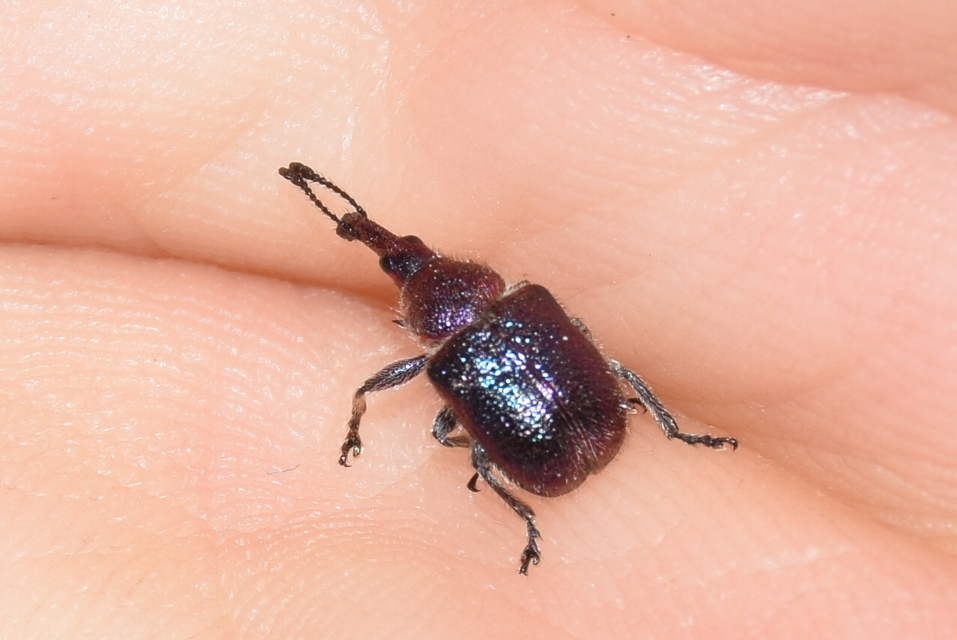 Rhynchites auratus - aranyos eszelény Rhynchites auratus - aranyos eszelény