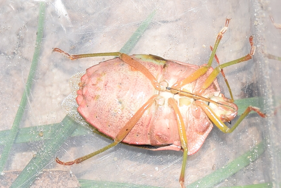 Palomena prasina - zöld bogyómászó-poloska Palomena prasina - zöld bogyómászó-poloska