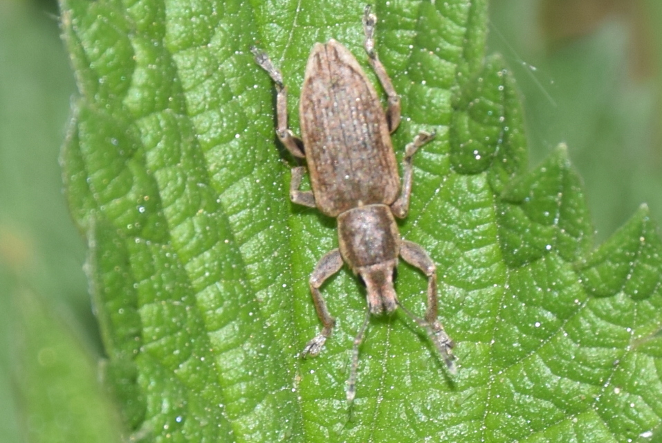 Tanymecus palliatus - közönséges hegyesfarúbarkó