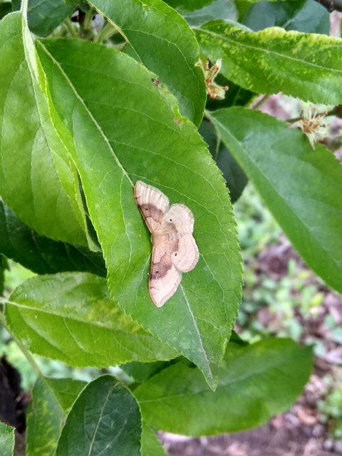 Idaea degeneraria - barnasávos araszoló