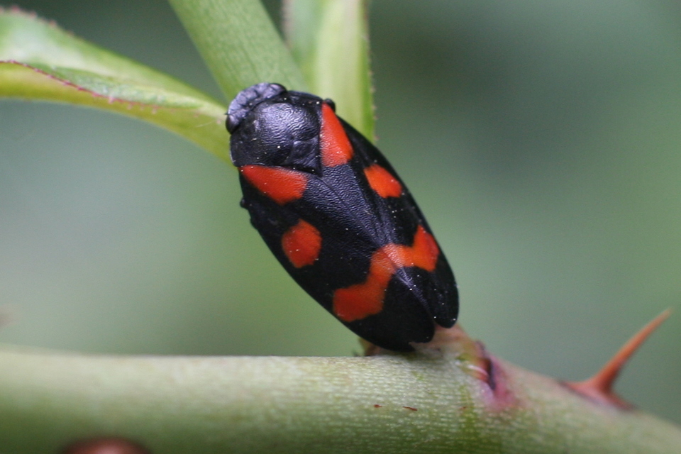 Cercopis arcuata/sanguinolenta