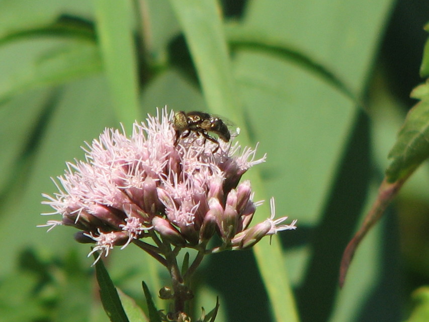 Eristalinus aeneus - bronzos foltosszeműlégy