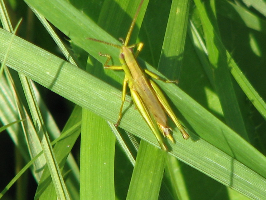 Chrysochraon dispar - aranyos sáska