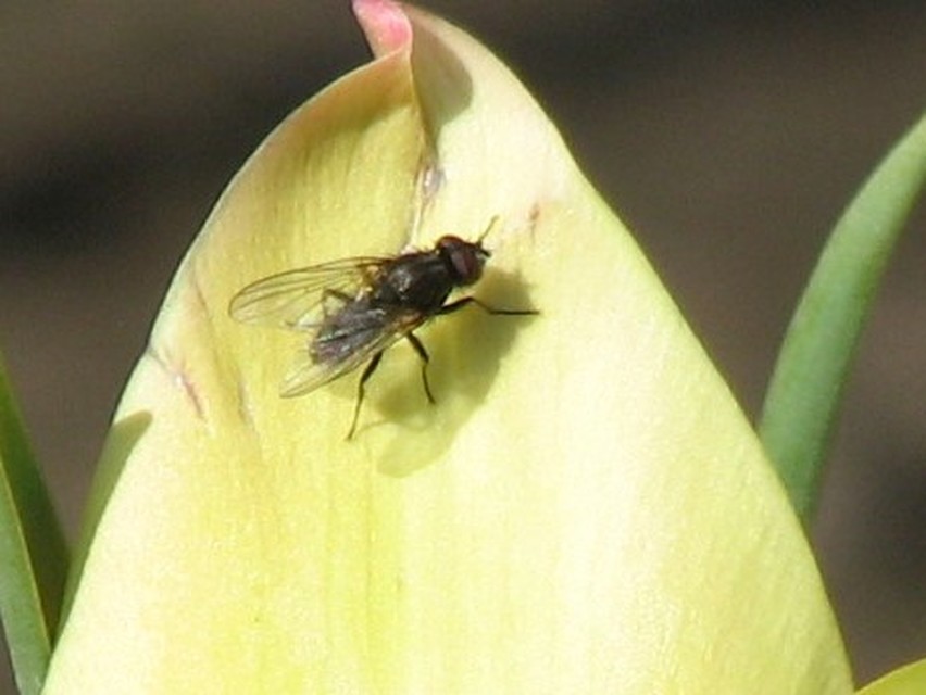 Anthomyiidae - viráglegyek