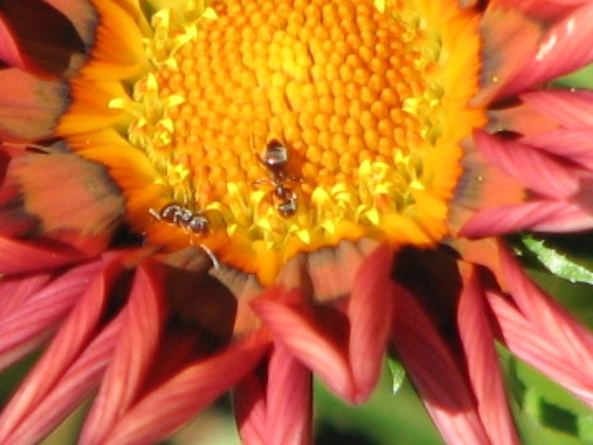 Lasius
