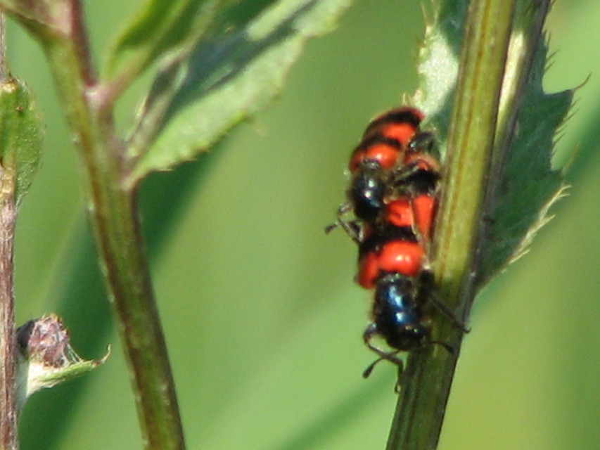 Trichodes apiarius - szalagos méhészbogár