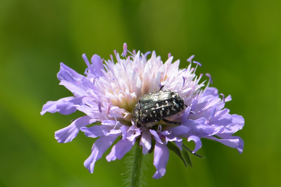 Oxythyrea funesta - sokpettyes virágbogár