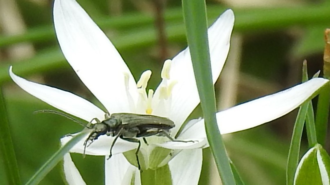 Oedemera