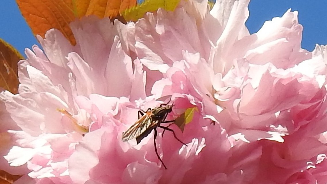 Empididae - táncoslegyek