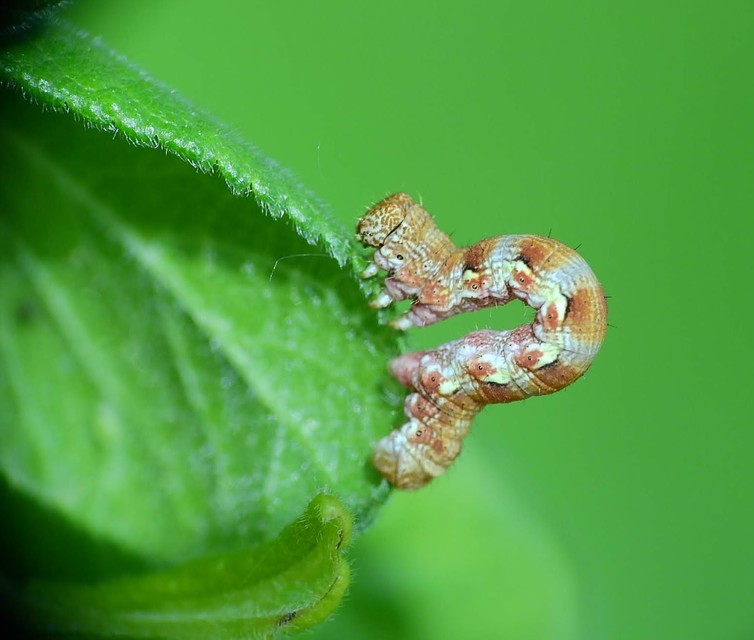 Erannis defoliaria - nagy téliaraszoló