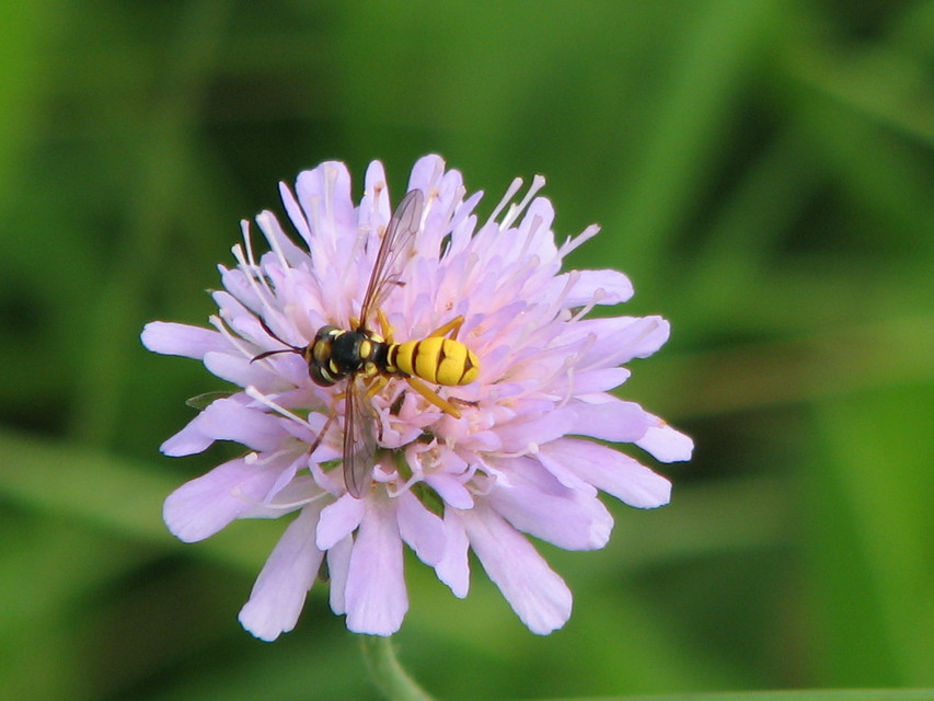 Conopidae - fejeslegyek