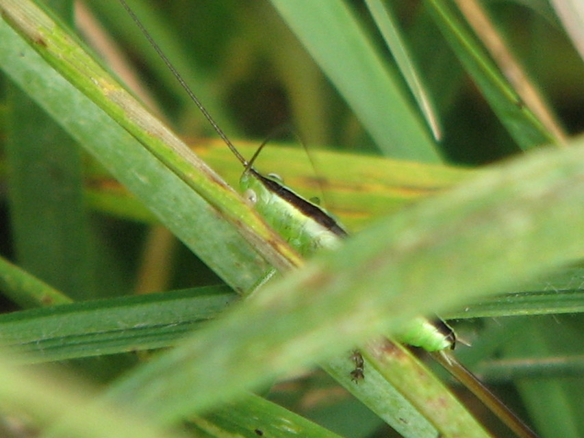 Conocephalus fuscus - kis kúpfejűszöcske