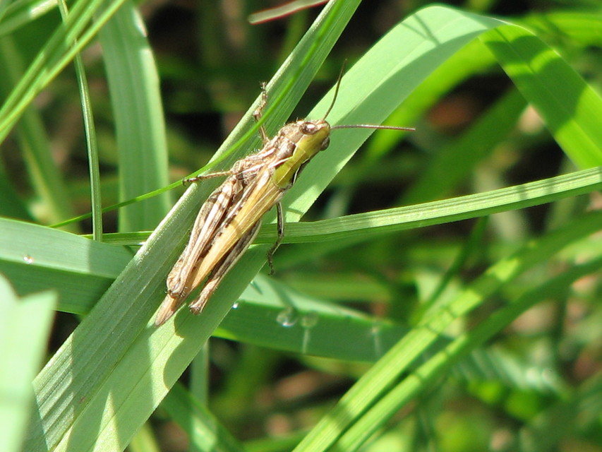 Chorthippus (Glyptobothrus) (subgenus)