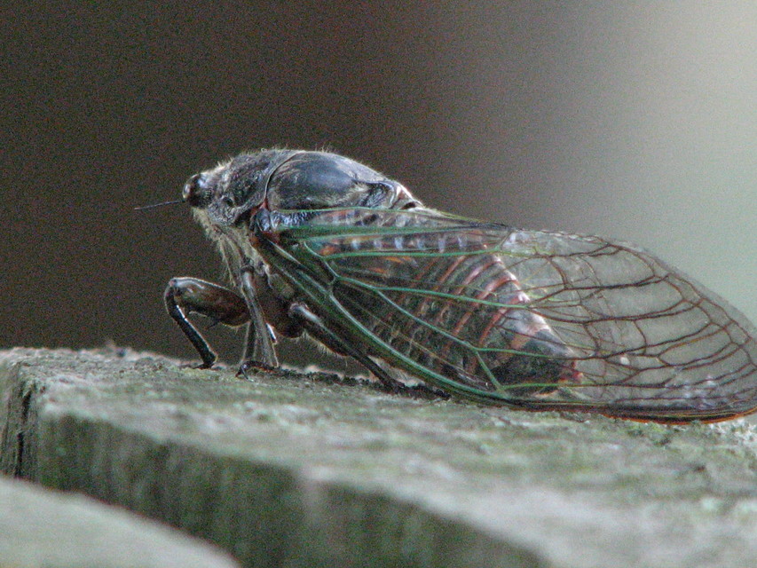Cicadidae - énekeskabócák