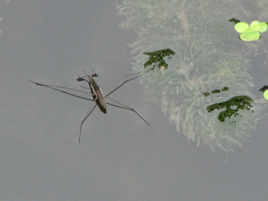 Gerridae - molnárpoloskák