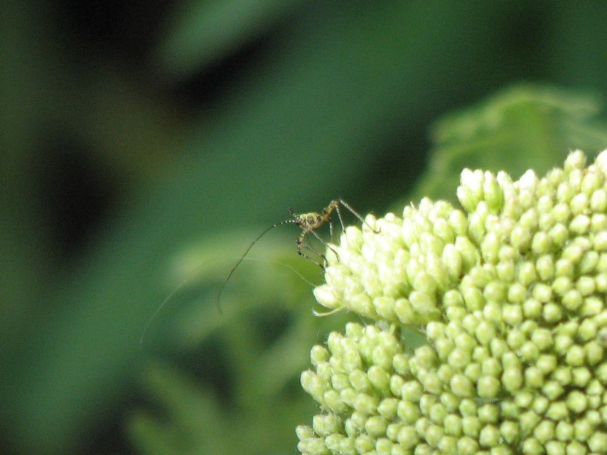 Phaneroptera