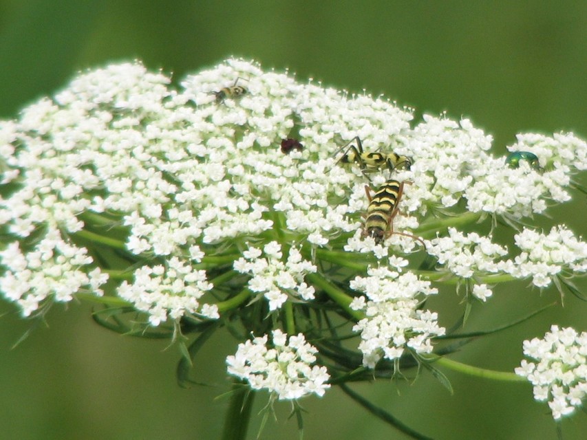Echinocerus floralis - lucerna-darázscincér