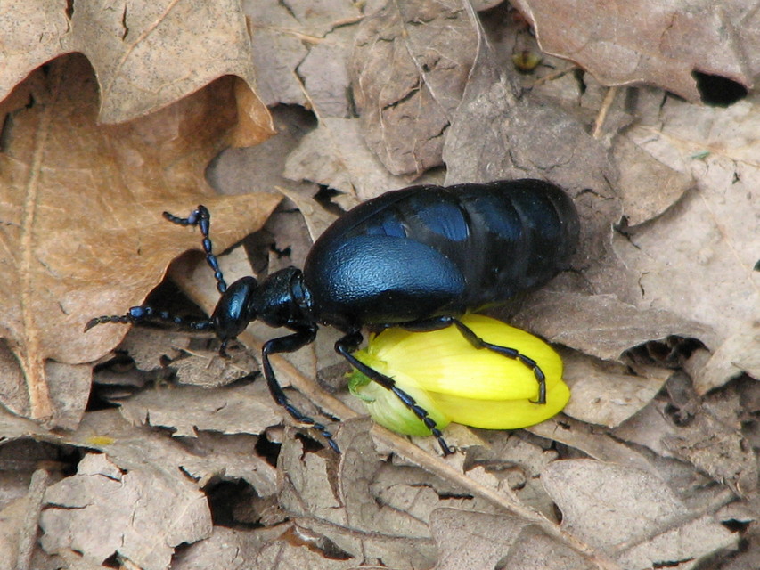 Meloe violaceus - kék nünüke