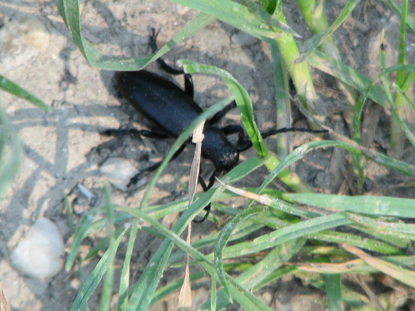 Dorcadion aethiops - fekete gyalogcincér