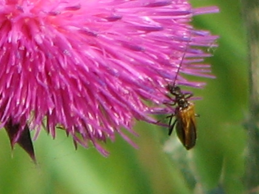 Oedemera femorata - sárgahátú álcincér