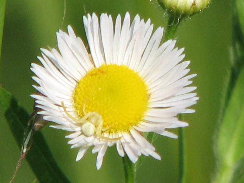 Misumena vatia - viráglakó karolópók