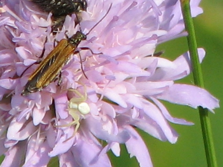 Oedemera femorata - sárgahátú álcincér