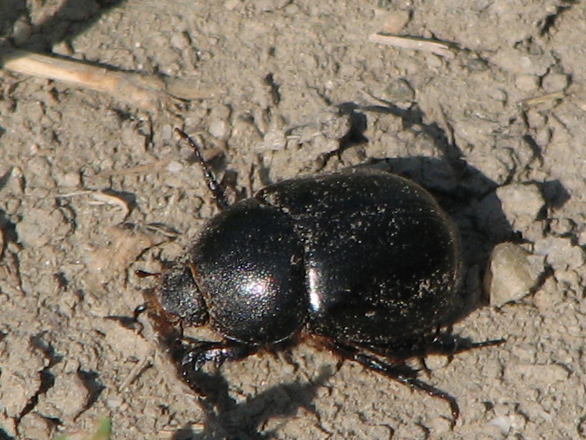 Pentodon idiota - butabogár