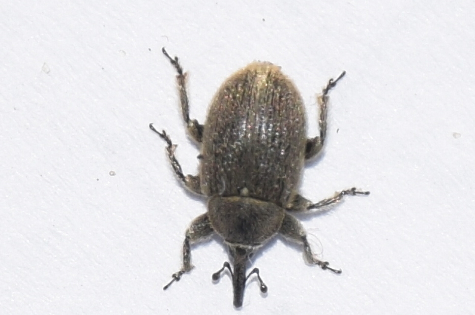 Rhinusa asellus - szőrcsillagos ökörfarkkóró-ormányos