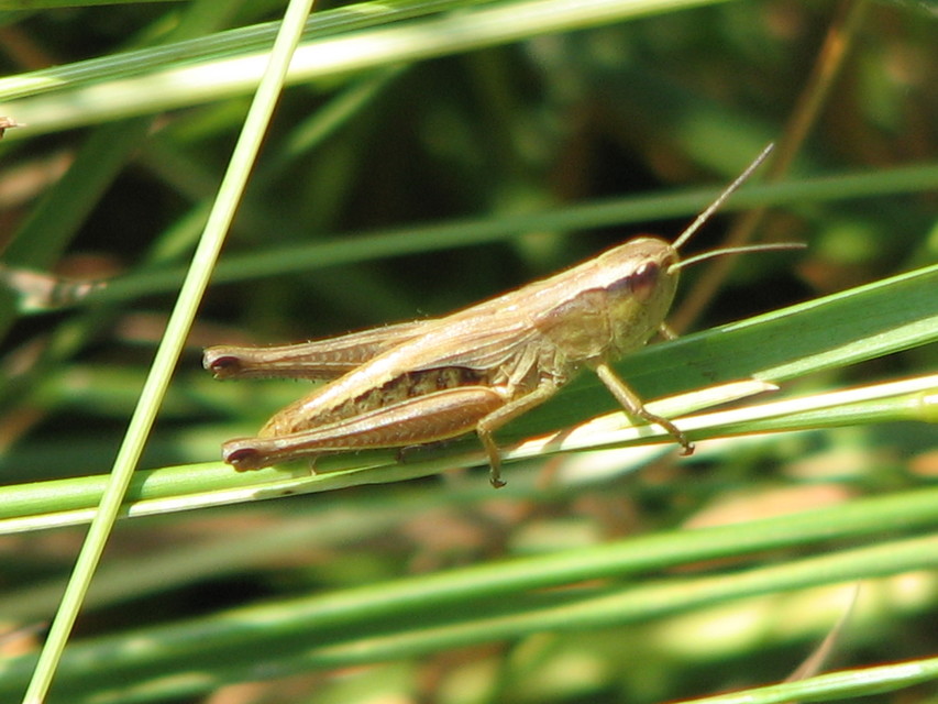 Pseudochorthippus parallelus - közönséges rétisáska