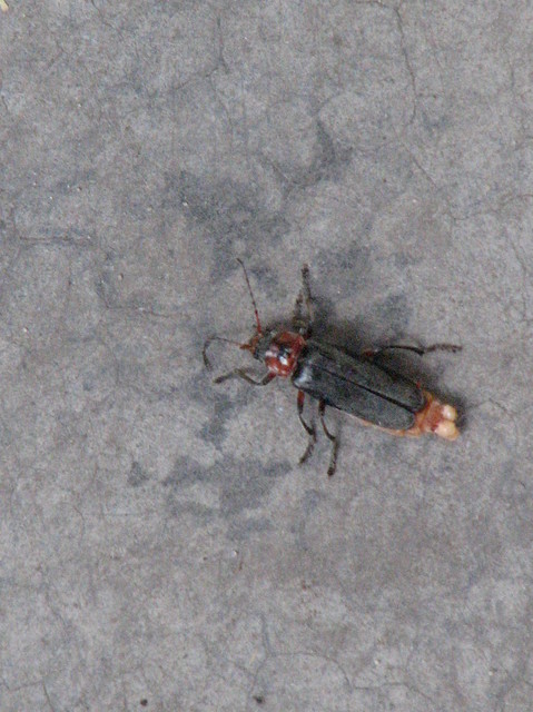 Cantharis rustica - suszterbogár