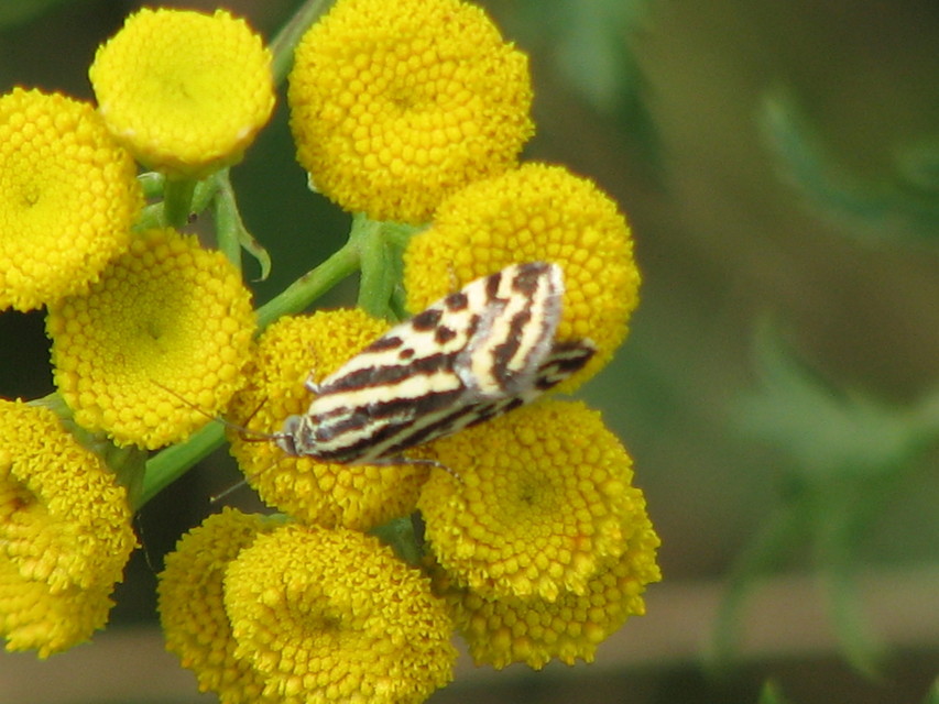 Emmelia trabealis - zebrabagoly